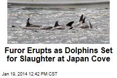 Furor Erupts as Dolphins Set for Slaughter at Japan Cove
