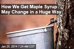 How We Get Maple Syrup Is About to Change