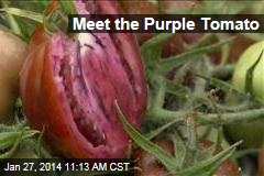 Meet the Purple Tomato