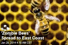&#39;Zombie Bees&#39; Spread to East Coast