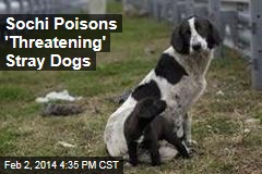 The New Meal for Sochi&#39;s Stray Dogs: Poison
