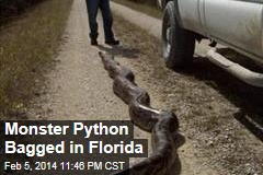 Monster Python Bagged in Florida