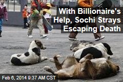 With Billionaire&#39;s Help, Sochi Strays Escaping Death