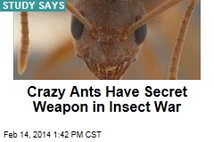 Crazy Ants Have Secret Weapon in Insect War