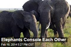 Elephants Console Each Other