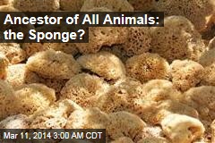 Ancestor of All Animals: the Sponge?