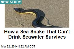 How a Sea Snake That Can&#39;t Drink Seawater Survives