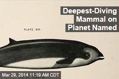 Deepest-Diving Mammal on Planet Named