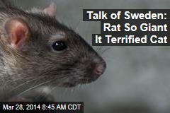 Talk of Sweden: Rat So Giant It Terrified Cat