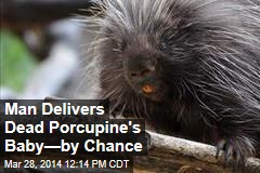 Driver Delivers Baby Porcupine After Its Mom Is Killed