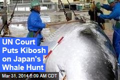 UN Court Puts Kibosh on Japan&#39;s Whale Hunt