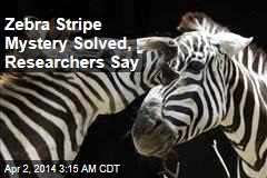 Zebra Stripe Mystery Solved, Researchers Say