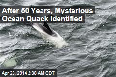 After 50 Years, Mysterious Ocean Quack Identified