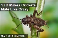 STD Makes Crickets Have More Sex