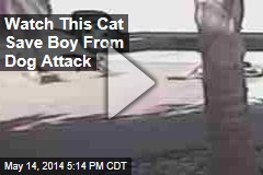 Watch This Cat Save a Boy From Dog Attack