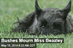 Bushes Mourn Miss Beazley