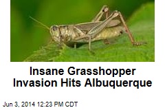 Albuquerque Dealing With Insane Grasshopper Invasion