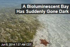 Why Has a Bioluminescent Bay Suddenly Gone Dark?
