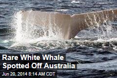 Rare White Whale Spotted Off Australia