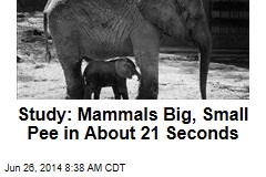 Study: Mammals Big, Small Pee in About 21 Seconds