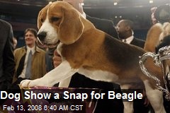 Dog Show a Snap for Beagle