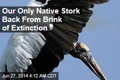 Wood Storks Back From Brink of Extinction