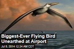 Biggest-Ever Flying Bird Unearthed at Airport