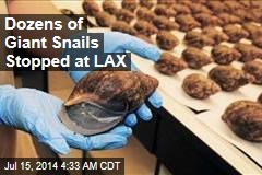 Dozens of Giant Snails Stopped at LAX