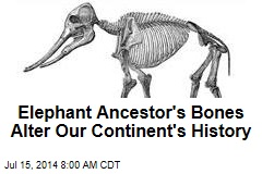 Elephant Ancestor&#39;s Bones Alter Our Continent&#39;s History