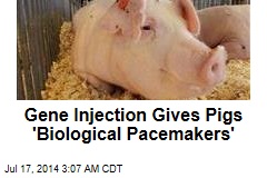 Gene Injection Gives Pigs &#39;Biological Pacemakers&#39;