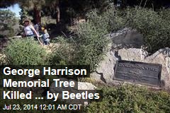 George Harrison Memorial Tree Killed ... by Beetles