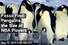 Fossil Find: Penguins the Size of NBA Players