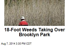18-Foot Weeds Taking Over Brooklyn Park