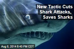 Tactic Curbs Shark Attacks to Nearly Nil