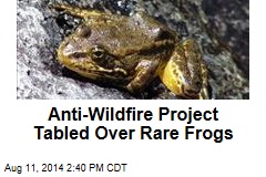 Tree-Thinning Project Tabled Over Rare Frogs