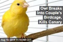 Owl Breaks Into Couple&#39;s Birdcage, Kills Canary