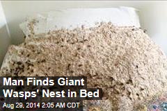 Man Finds Giant Wasps&#39; Nest in Bed
