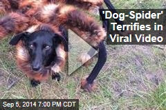 &#39;Dog-Spider&#39; Scares Passersby in Viral Video