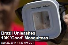 Brazil&#39;s New Dengue Fighters: 10K &#39;Good&#39; Mosquitoes