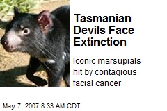 Tasmanian Devils Face Extinction