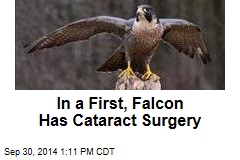 In a First, Falcon Has Cataract Surgery