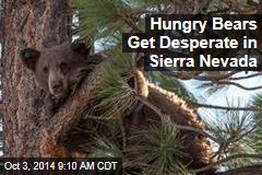Hungry Bears Get Desperate in Sierra Nevada