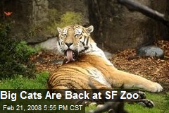 Big Cats Are Back at SF Zoo