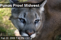 Pumas Prowl Midwest
