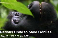 Nations Unite to Save Gorillas