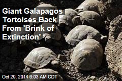 Giant Galapagos Tortoises Back From &#39;Brink of Extinction&#39;