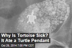 Why Is Tortoise Sick? It Ate a Turtle Pendant