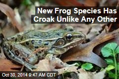 Scientists hit 'jackpot' with new 'cryptic' species of frog