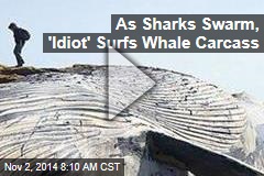 As Sharks Swarm, &#39;Idiot&#39; Surfs Whale Carcass
