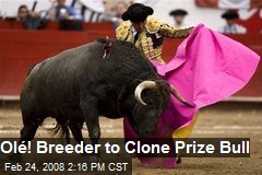 Ol&eacute;! Breeder to Clone Prize Bull